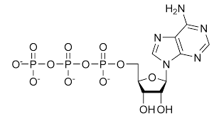 أدينوسين ثلاثي الفوسفات ويكيبيديا