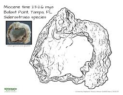 Burnes is among a prestigious group of 60 u.s. Geology And Mineralogy Resources Stetson University