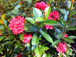 Pagar hidup ialah istilah buat pagar yang dibangun dari tumbuhan yang manfaatnya buat pagar. Inspirasi Jenis Tanaman Untuk Pagar Rumah