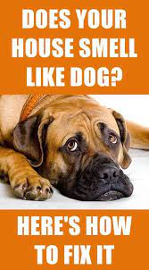 How To Get Rid Of The Dog Smell In Your House Dog Smells Dog Pee Smell Smelly Dog
