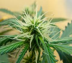 ¿buscas una forma de disfrutar del cannabis, sin los riesgos asociados a fumar? Blutephase Indoor Outdoor Grow Hanf Irierebel