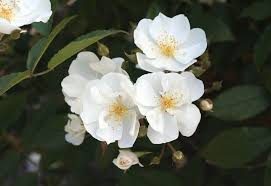 Darlow's enigma' is a rose of mystery, its origins being unknown. Rose Rosa Darlow S Enigma In The Roses Database Garden Org