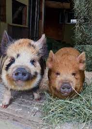 250 Beauty Ideas Animals Beautiful Cute Animals Animals