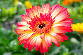 Image result for Gerbera