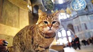 Ayasofya Nin Sohret Saskini Gli Yeni Asya