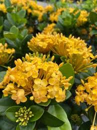 Image result for Ixora seretii