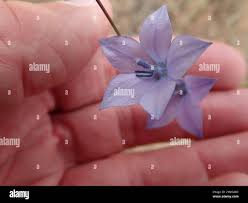Image result for Wahlenbergia krebsii