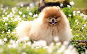 Znajdź obrazy z kategorii pies tapety. Szpic Miniaturowy Pomeranian 010 Psy Zwierzeta Natura Kwiatki Tapety Na Pulpit