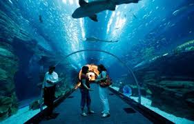 Les aquariums permettent de voir ces espèces mystérieuses. Quels Sont Les Plus Grands Aquariums De France Le Gaulois