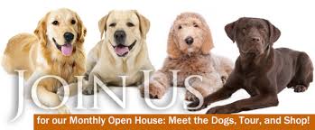 Lancaster puppies advertises puppies for sale in pa, as well as ohio, indiana, new york and other states. Goldendoodle And Labradoodle Rescue Delaware Valley Golden Retriever Rescue