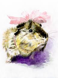 Pin On Best Guinea Pig Board