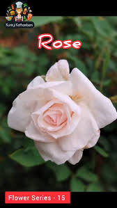 Image result for Hirpicium bechuanense