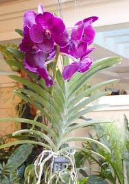 Pin On Orchids