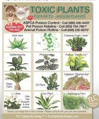 Toxic Plants Poison For Pets Dogs Cats Emergency Ice Home Alone Refrigerator Fridge Magnet Toxic Plants For Cats Cat Plants Plants