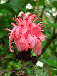 Image result for Justicia carnea