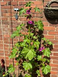 Image result for Cienfuegosia digitata