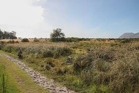 Image result for Cenchrus caudatus