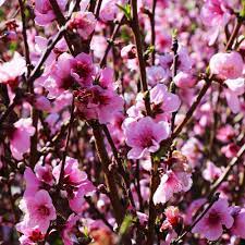 Willis orchard company makes it easy for you to buy fruit trees online , and offers only the finest peach trees for sale for your home orchard, from. Elberta Peach Trees For Sale Brighterblooms Com