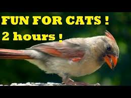 Birds For Cats To Watch Stunning Videos For Cats To Watch Birds Squirrels Compilation Video Cat Gif Be With You Movie Cats