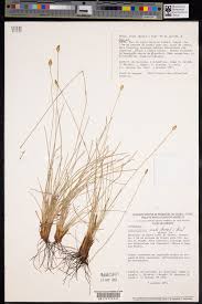 Image result for Abildgaardia ovata