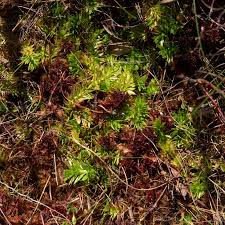 Image result for Lycopodiella caroliniana