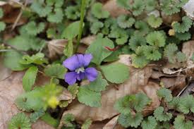 Image result for Viola abyssinica