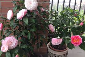 Proponi una nuova soluzione fiori simili alle rose. 10 Piante Che Fioriscono In Inverno Per Un Tocco Di Colore