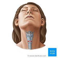 Diagram neck anatomy glands : Neck Anatomy Muscles Glands Organs Kenhub