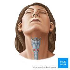 In the front, the neck extends from the bottom part of the mandible (lower jaw bone) to the bones of the upper chest and shoulders. Neck Anatomy Muscles Glands Organs Kenhub