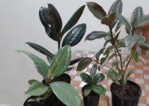 Check spelling or type a new query. Peperomia Piccolo Banda Care And Propagation Homemakr