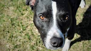 (jacksonville) german shorthaired pointer and bluenose pitbull puppies. Border Collie Pitbull Mix Borderbull Breed Information