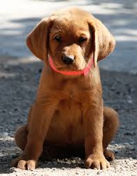 By far the best place to find a rescued puppy to add to your family is your local animal shelter. Labrador Puppies Country Labs