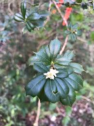 Image result for Trichilia prieuriana