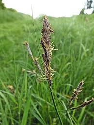 Image result for Carex steudneri