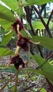 Image result for Vigna pygmaea