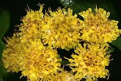 Image result for Psiadia punctulata