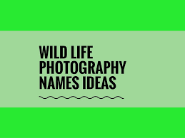 366 Catchy Wildlife Photography Company Names Ideas Thebrandboy Wildlife Photography Photography Names Creative Names