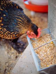 Chickens are hardy creatures, and they've been thriving for centuries on homegrown recipes like this. Homemade Soy Free Corn Free Chicken Feed With Whole Grains Garden Betty