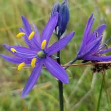 Image result for Asparagaceae