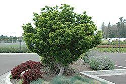 We did not find results for: Lions Head Japanese Maple Acer Palmatum Shishigashira At Oakland Nurseries Inc Japanese Maple Tree Japanese Maple Acer Palmatum