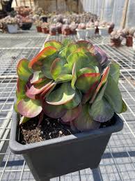 Image result for Kalanchoe thyrsiflora