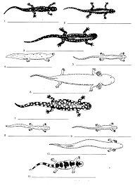Salamander Key Dichotomous Key Biology Worksheet Biology Lessons