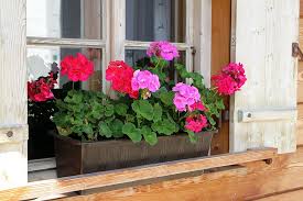 Window boxes, railing flower boxes and outdoor planters. Hd Wallpaper Red And Pink Petaled Flowers Beside Window Flower Box Box House Wallpaper Flare