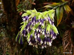 Image result for Burmannia