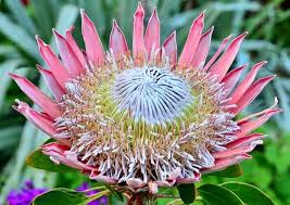 Image result for Protea gaguedi