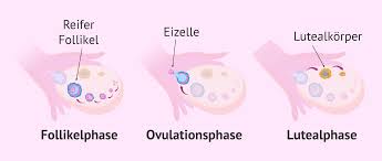 Der Eisprung Ovulation Definition Zeitpunkt Und Symptome