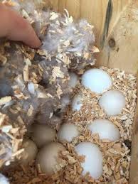 Time To Incubate Wood Ducks Duck Time