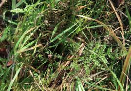 Image result for Oenanthe mildbraedii