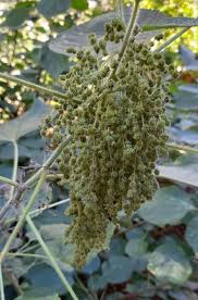 Image result for Boehmeria nivea