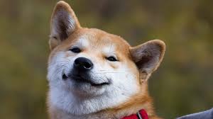 You are probably wondering how you can profit off the craze and where to buy dogecoin in canada. 7 Reddit Penny Stocks To Watch With Record Dogecoin Prices In Mind Investorplace